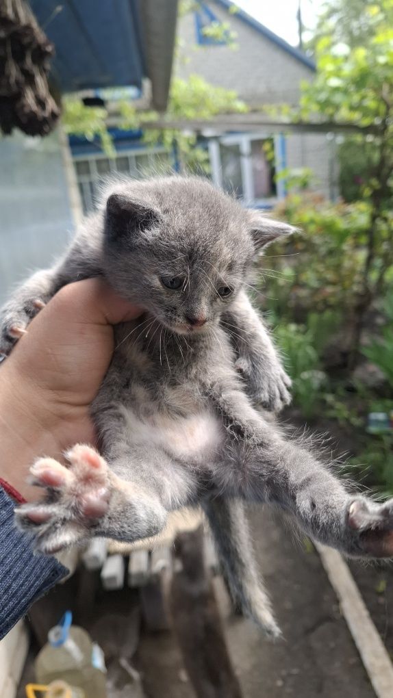 Віддам в хороші руки. Кошенята.