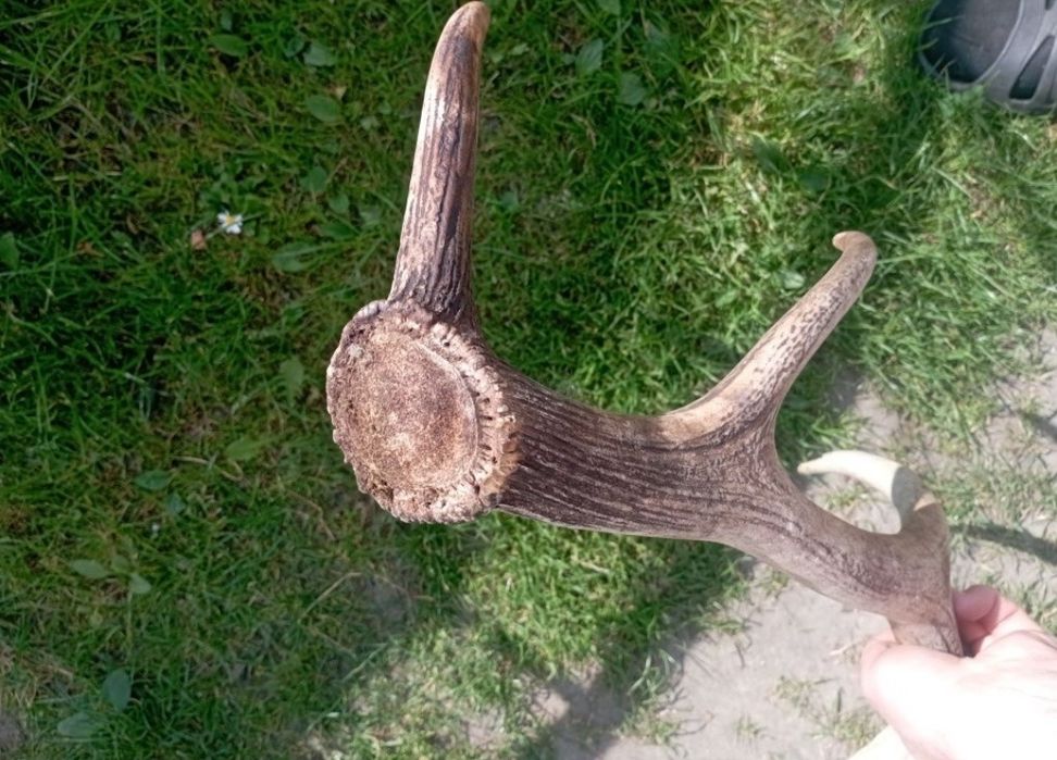 Poroże jelenia sprzedam