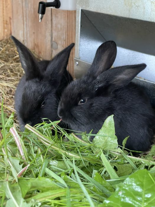 Królik Króliki króliczki hodowlane