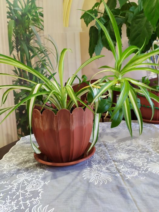 Хлорофитум.   хохлатый, молодое растение