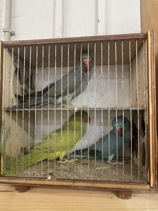 Sprzedam aleksandrety obrożne