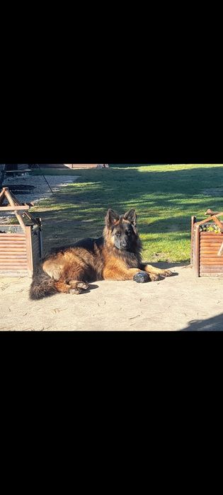 Owczarek Niemiecki Długowłosy szczenięta