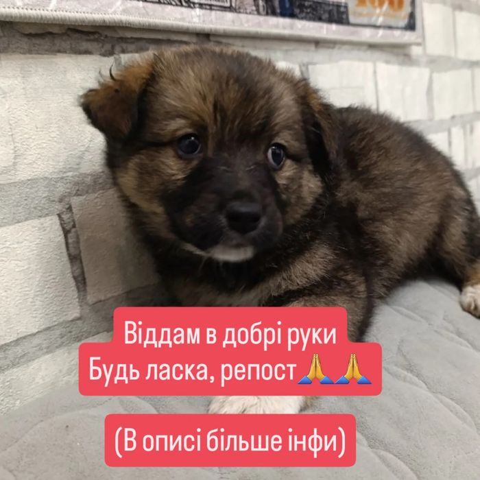 Собака Віддам в добрі руки