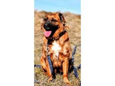 Alma-ŁAGODNA, wesoła, średnia (20kg)