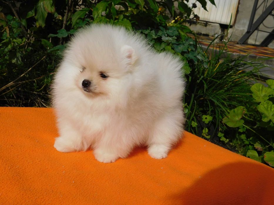 Міні хлопчик померанського шпіца, тип мішка