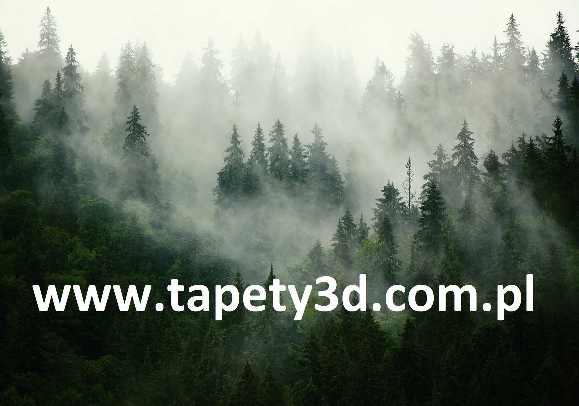 Tapeta, fototapeta Las we mgle, las brzozowy, wrzosy.