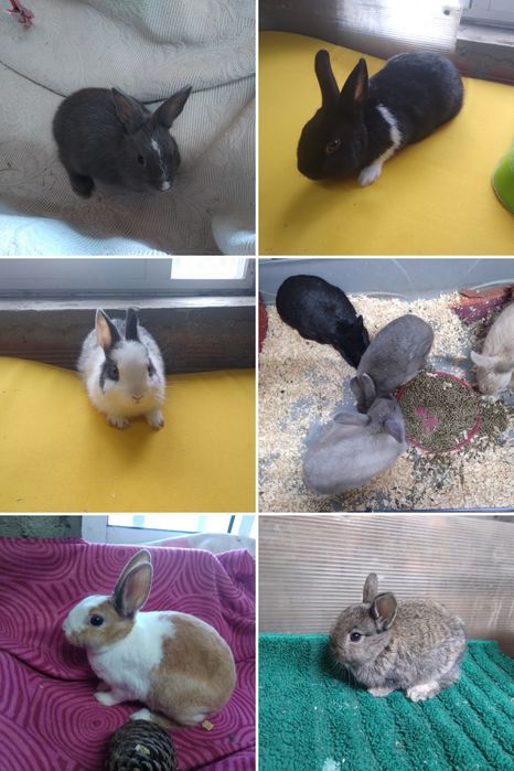 Entrega de coelhos anões Guarda