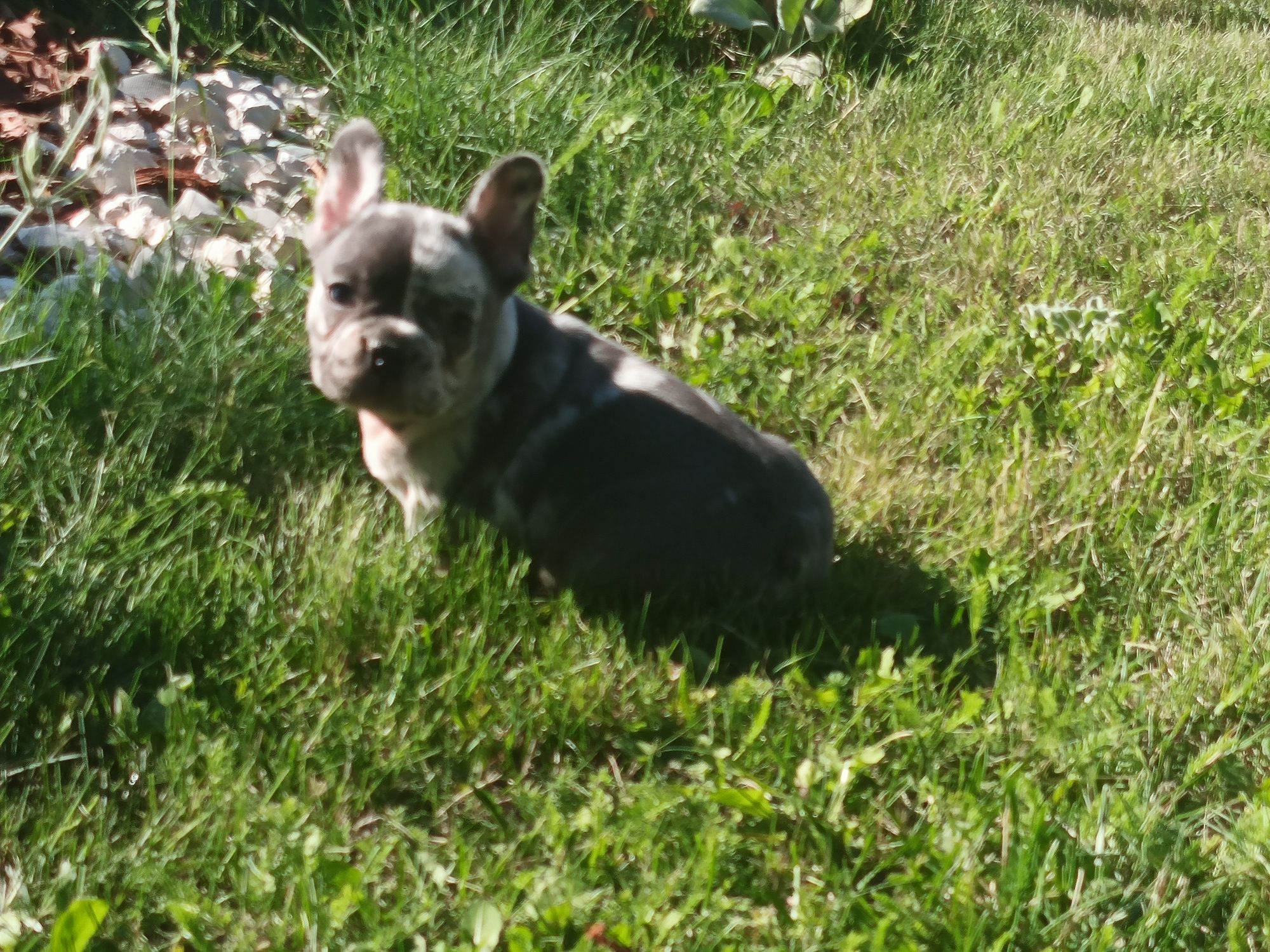 Buldog francuski piesek