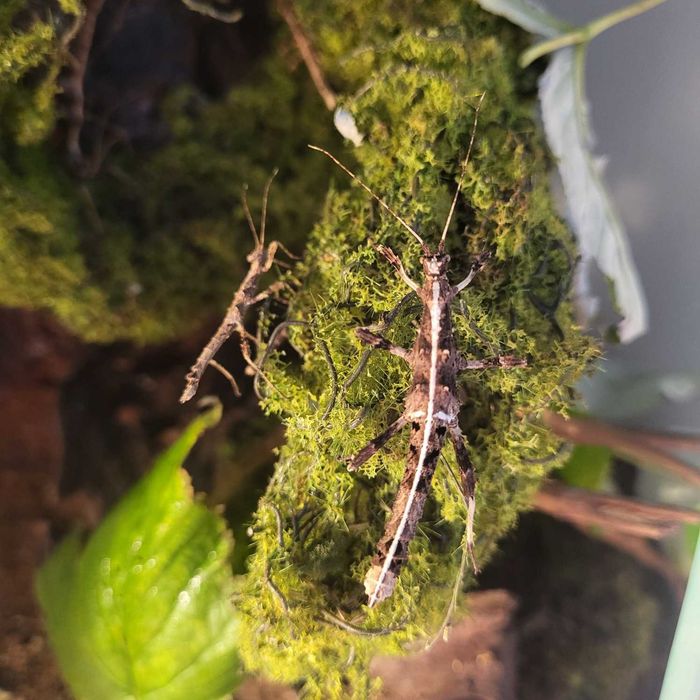 Straszyki filipińskie - proste w hodowli