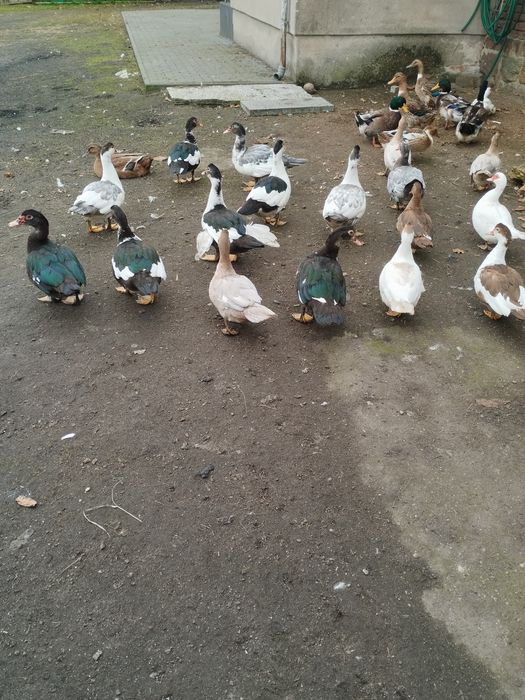 Sprzedam belgi olbrzymy