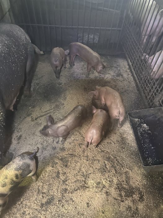 Продам поросят мясної породи