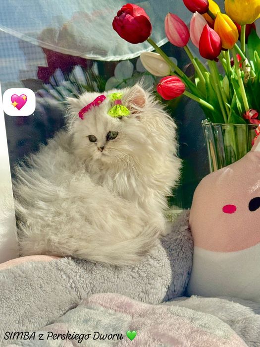 Kotka Perska z Rodowodem i Chipem Gotowa do odbioru