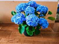 HORTENSJA NIEBIESKA Early Blue - Duże Kwiaty