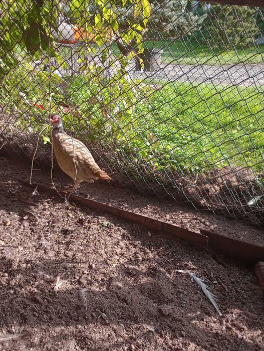 Bażanty bażant łownego