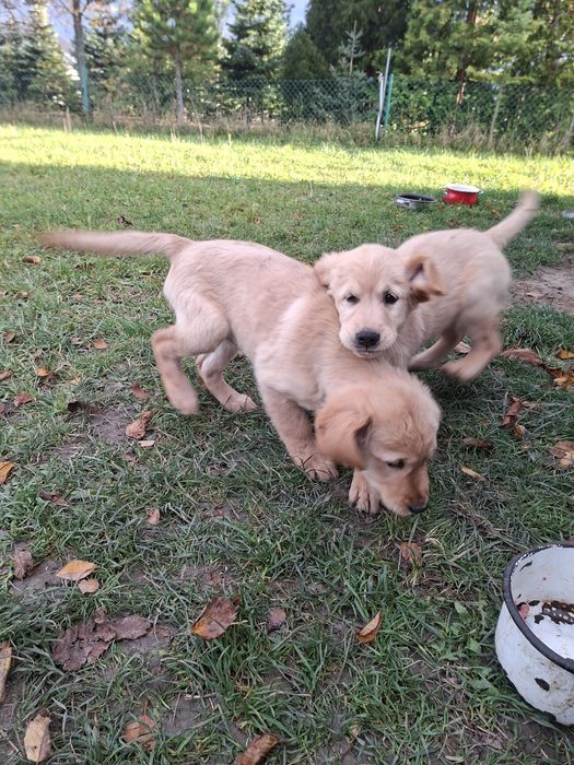 Golden Retriever piesek