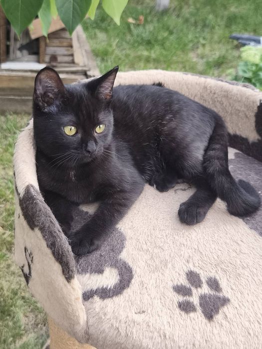 Котенок в хорошие руки