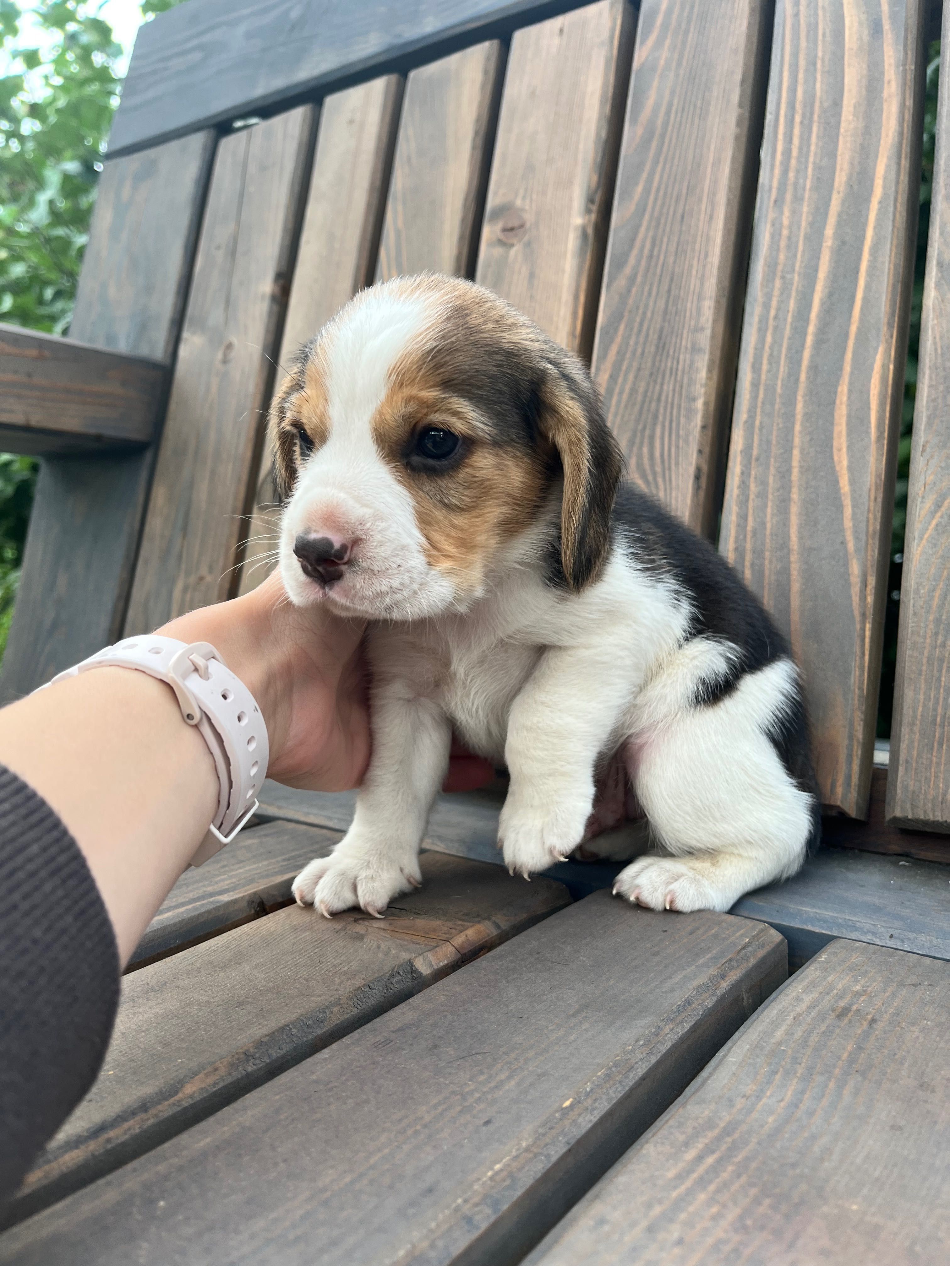 Beagle tricolor chip