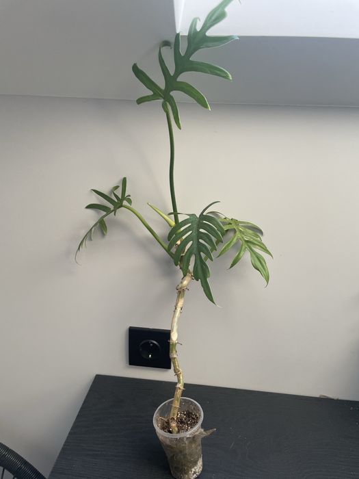 Продам филодендроны