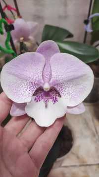Орхидея биг лип конопушка