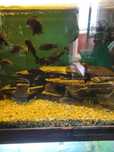 Rybki Tropheus Bemba