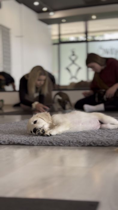 Golden retriever FCI ZKwP piesek