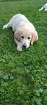 Suczka goldenretriver ostatnia