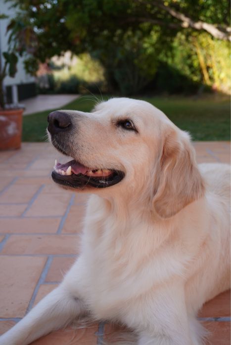 Golden Retriever TOP