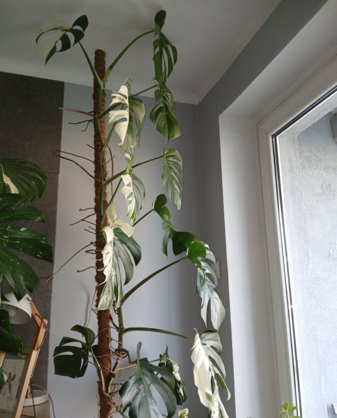 Monstera Variegata