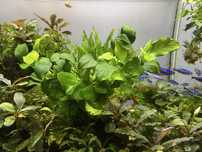 Anubias 1 zł 1 liść