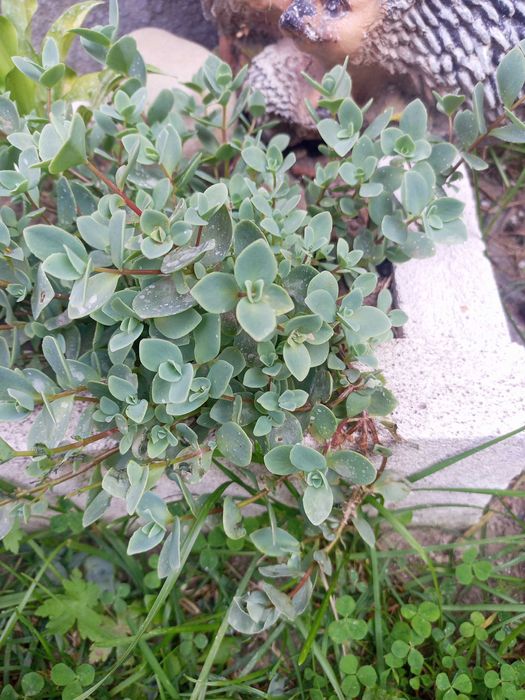 Седуми грунтопокривні