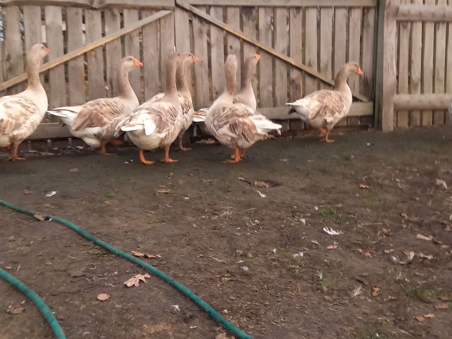 Продам гуси . Тульськи бійцевськи прямоносі.