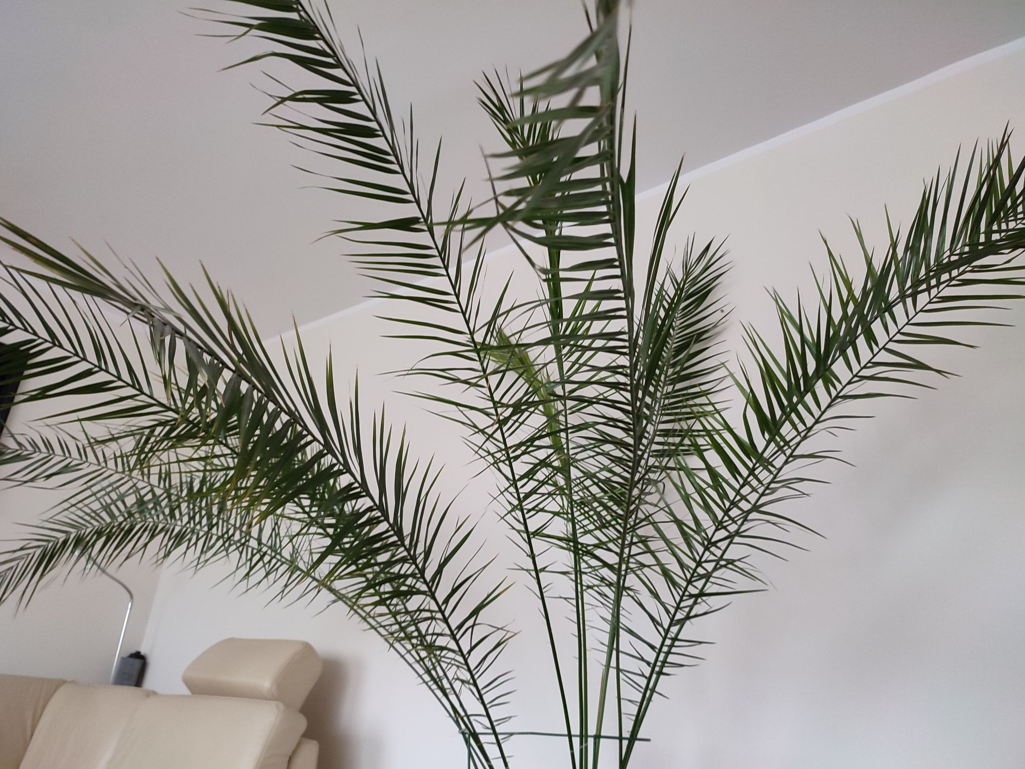 Palma daktylowa duża 250 cm