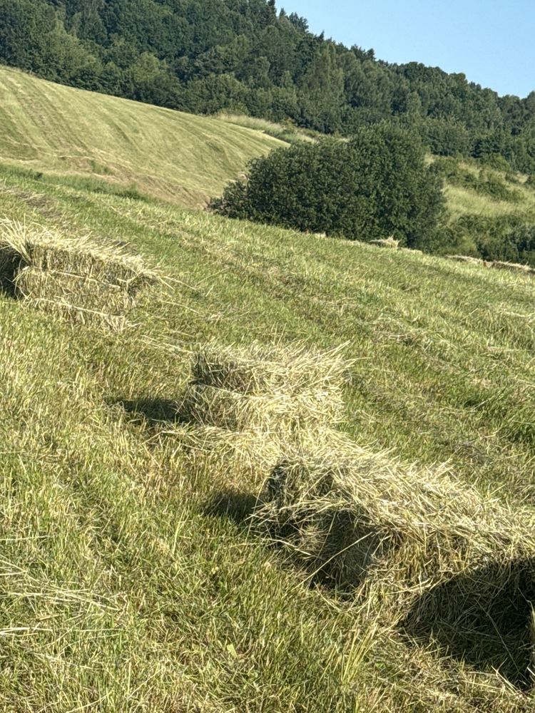 Siano w kostkach dla krolikow owiec koz koni
