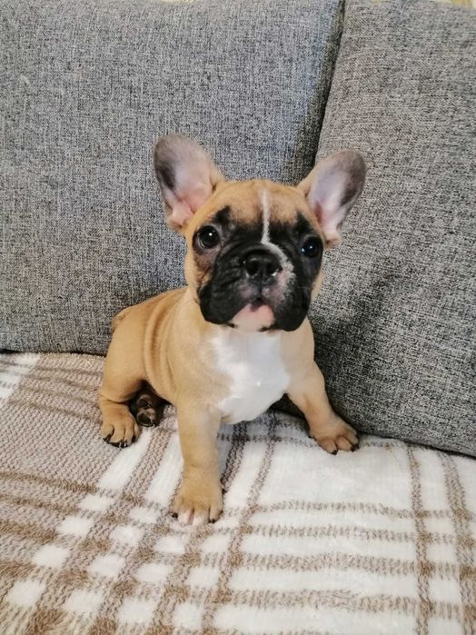 Французький бульдог