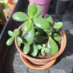 Grubosz, drzewko szczescia, sansewieria mini, sansevieria mini sadzon
