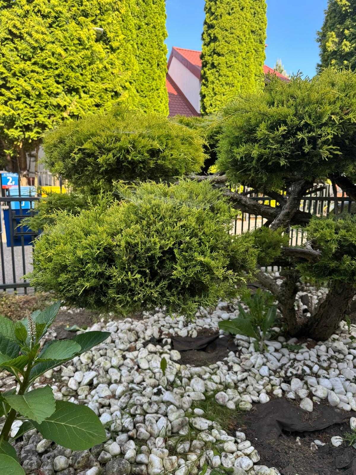 Krzak Jałowca w stylu bonsai, 170cm