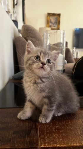 Сіре полосате кошеня шукає люблячу родину