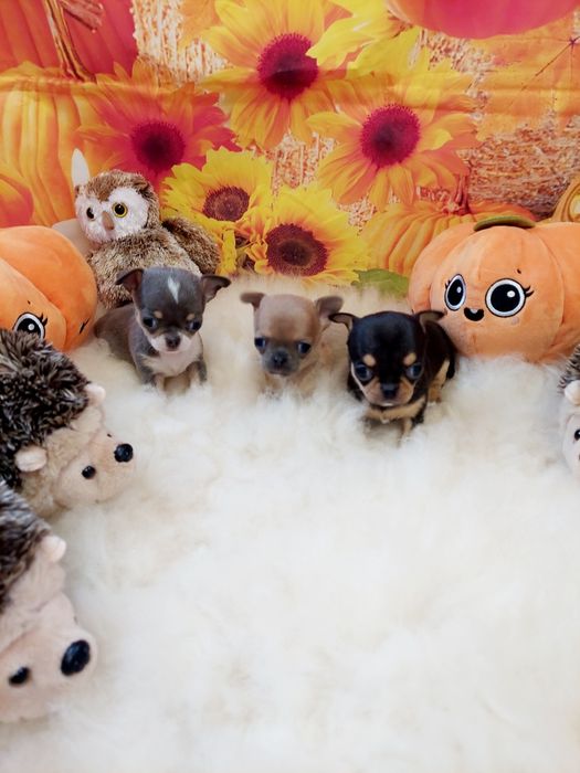 Chihuahua piękna płowa mini sunia