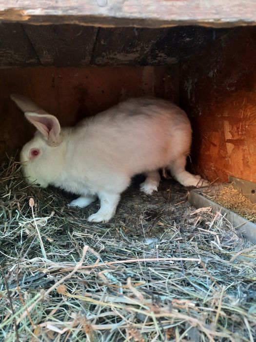 Sprzedam młode króliki Termondzkie.