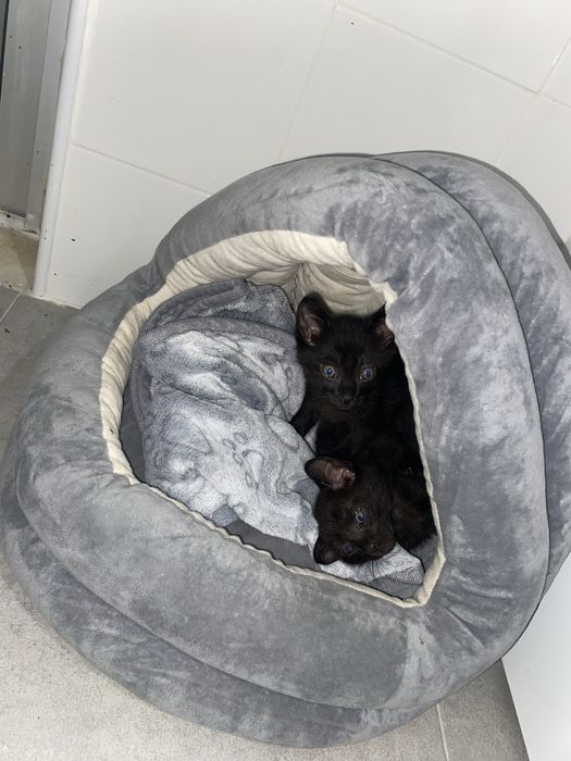 Vendo cama + manta