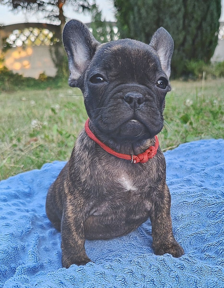 Buldog francuski,dziewczynka ZKwP/ FCI