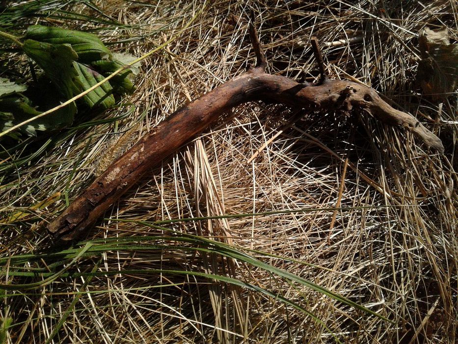 Korzeń lilak terrarium, akwarium, skalniak