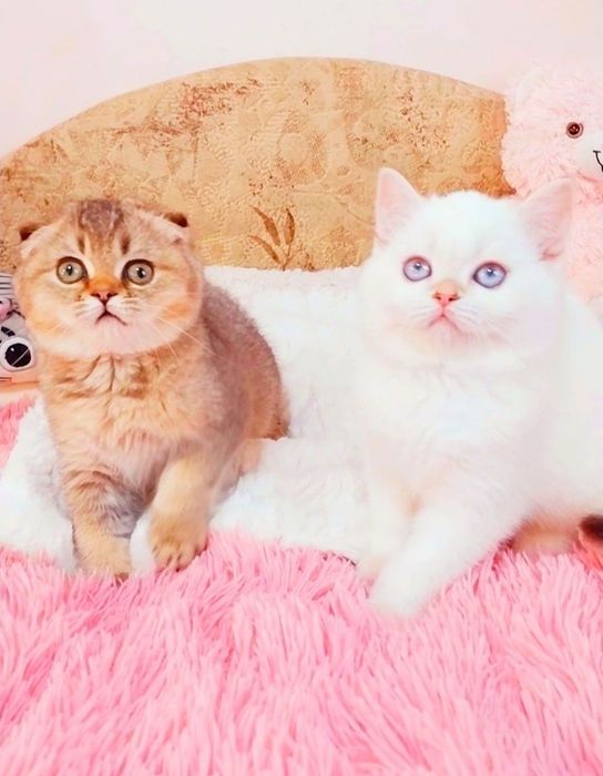 Чарівні шиншилові кошенятка