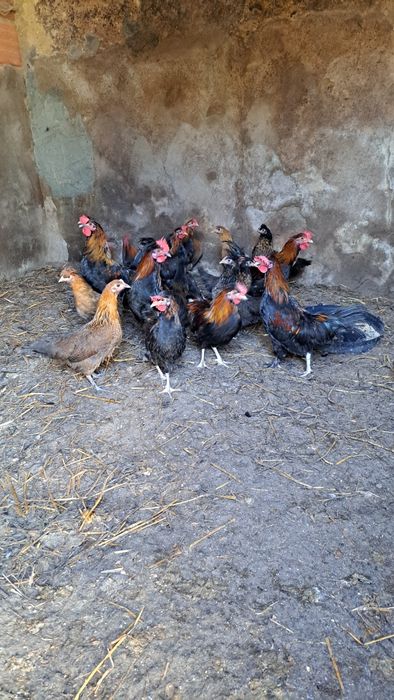 19 granizos para criação