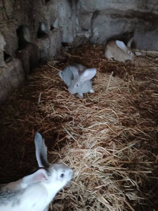 Vendo coelhos caseiros
