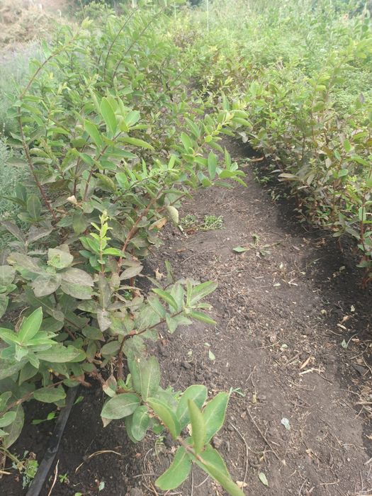 Саженци плодових дерев