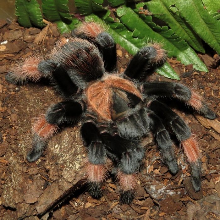 Brachypelma emilia вмолодая самка тарантул паук птицеед для новичков