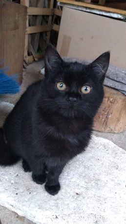 Czekoladowo-czarna kotka szuka domu