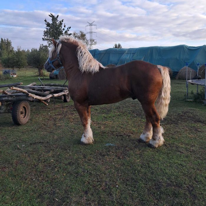 Ogier  pkz  nowo jankowicki