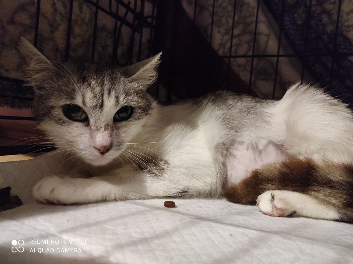 Przepiękna,srebrna kotka Migotka poleca się do adopcji